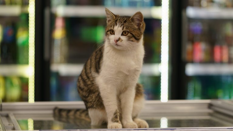 Beautiful,Tabby,Gray,,White,Cat,Sitting,On,The,Counter,Inside