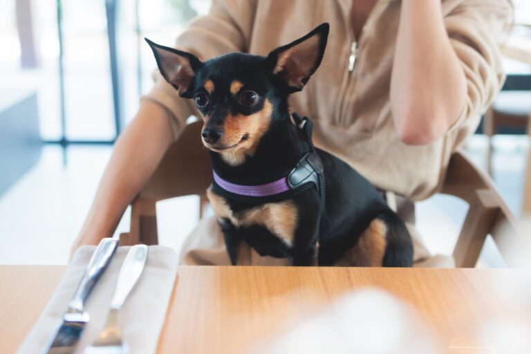 Dog,Friendly,Cafe,,Small,Black,Dog,Sitting,In,A,Restaurant