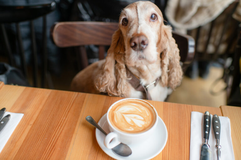 Portrait,Of,A,Senior,Cocker,Spaniel,Dog,Sitting,In,Caffe