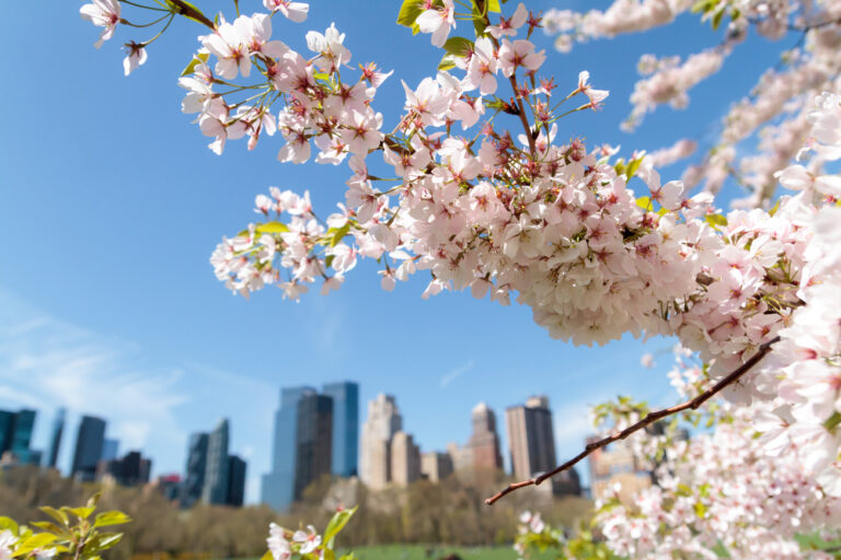 Spring,In,Central,Park