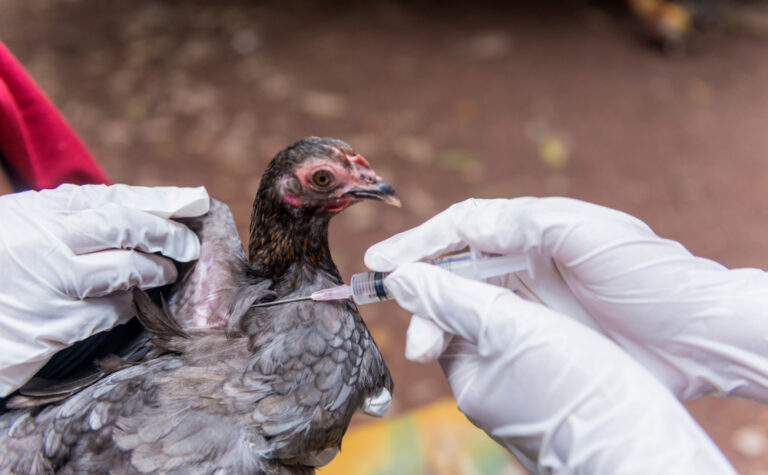 Veterinary,Inject,Vaccine,To,Chicken,For,Prevent,Poultry,Diseases,