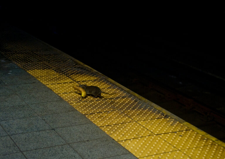 Rat,In,New,York,Subway