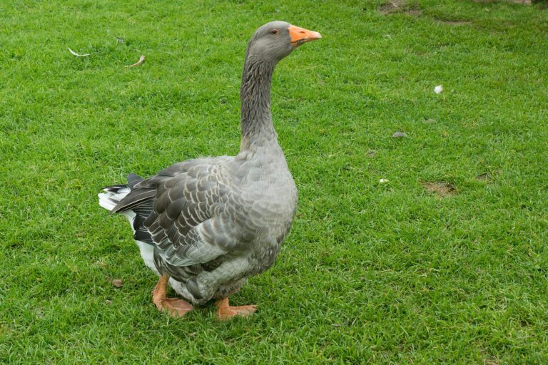 2048px-Domesticated_goose,_Brunico,_Italy