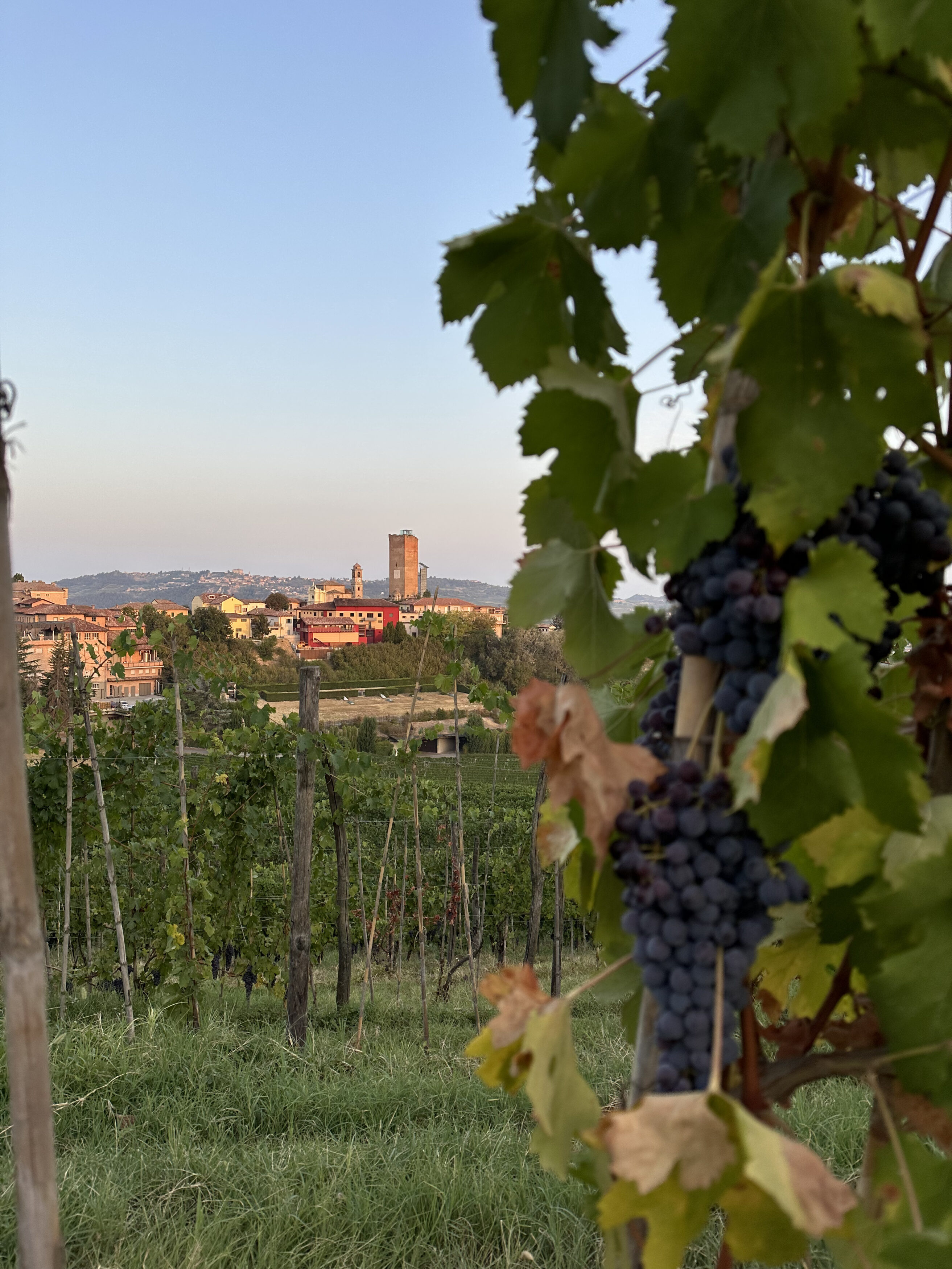 vigna italiana con uva e paese in sfondo