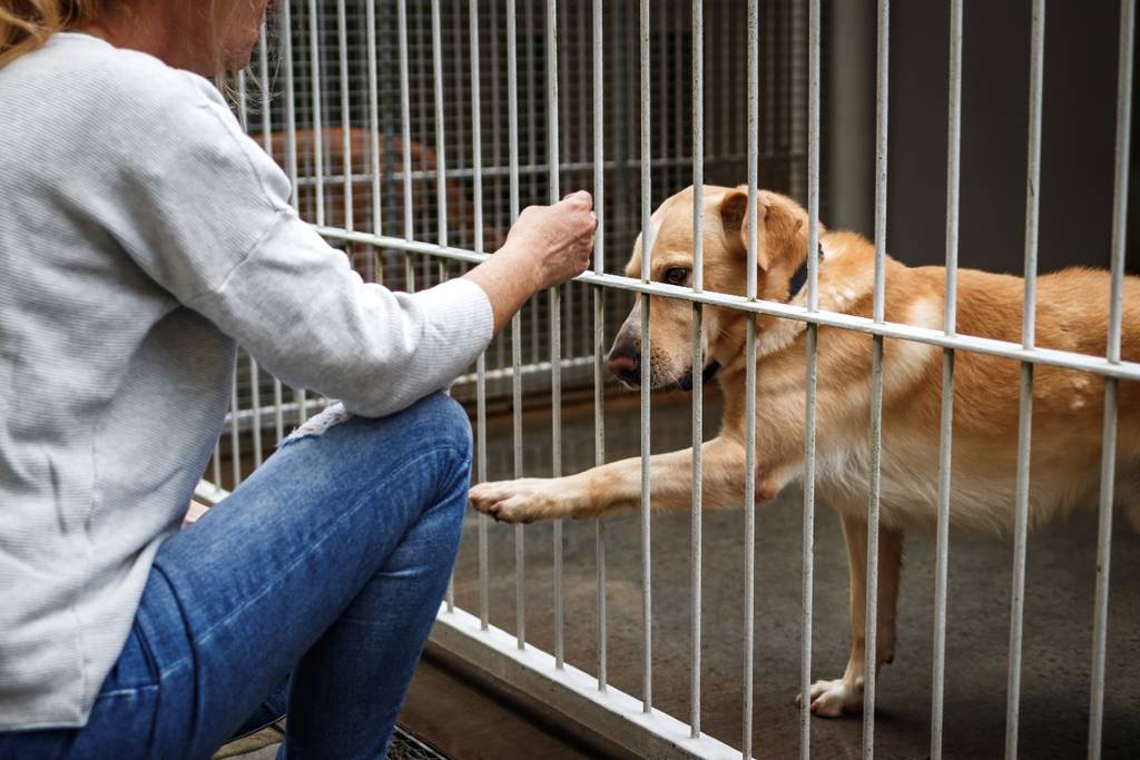 Il nuovo rifugio per animali nel Queens è già in sovraffollamento