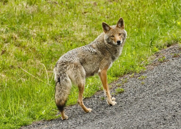 aumentati gli avvistamenti dei coyote nel bronx, new york