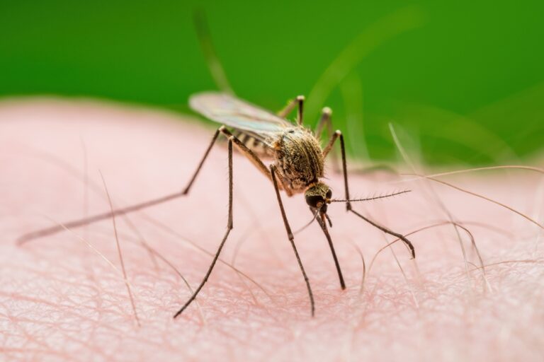 Rilevato il West Nile Virus a New York