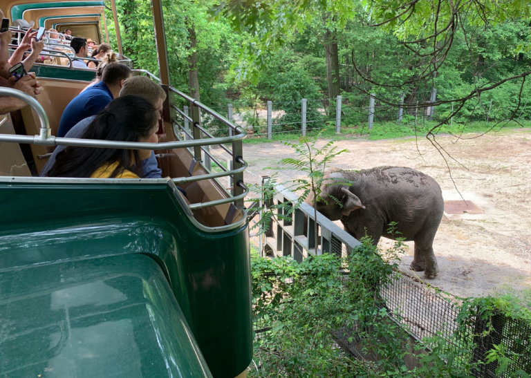 Sono mesi che non si più vede Happy, l'elefante star dello zoo del Bronx