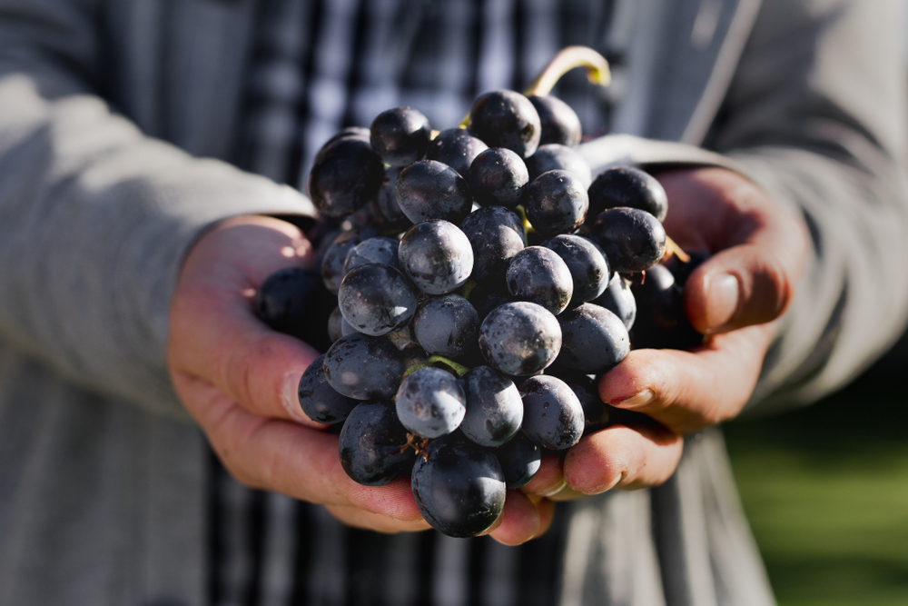 Tutti pazzi per il Pinot Nero