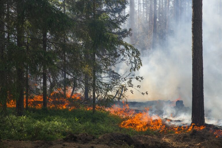 Forest,Fire.,The,Forest,Floor,Is,Burning