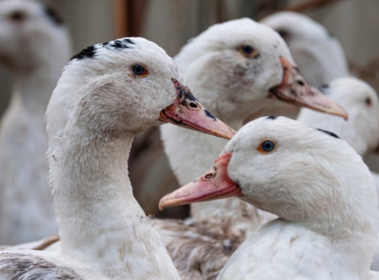 A,Flock,Of,Mulard,Ducks,Graze,In,The,Garden