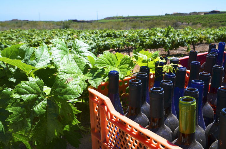 Empty,Wine,Bottles,In,A,Plastic,Box,In,The,Vineyard