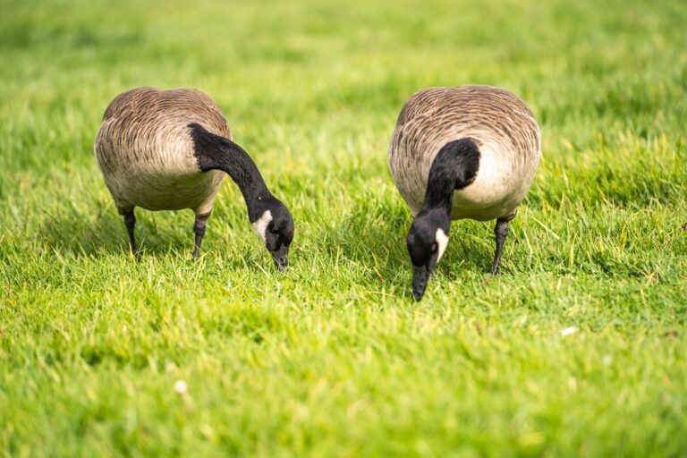Two,Canadian,Geese,Eating,Grass