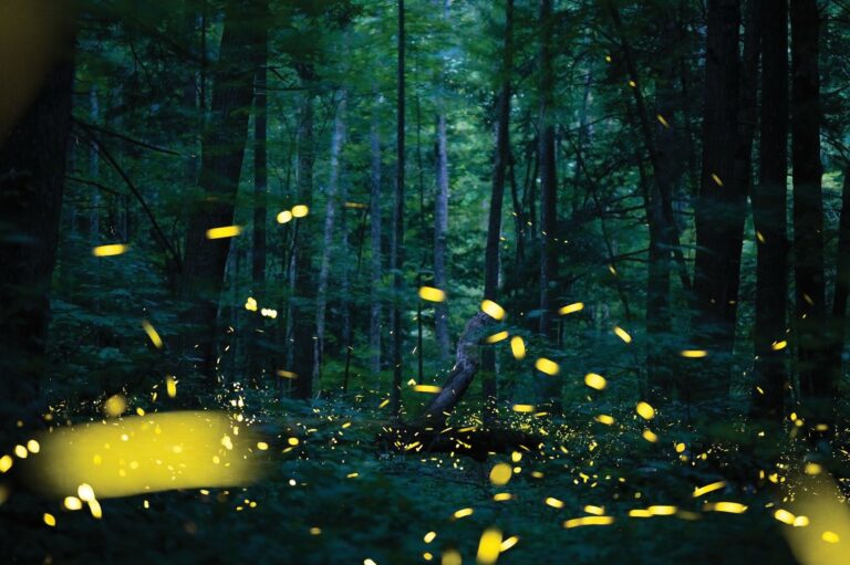 fireflies