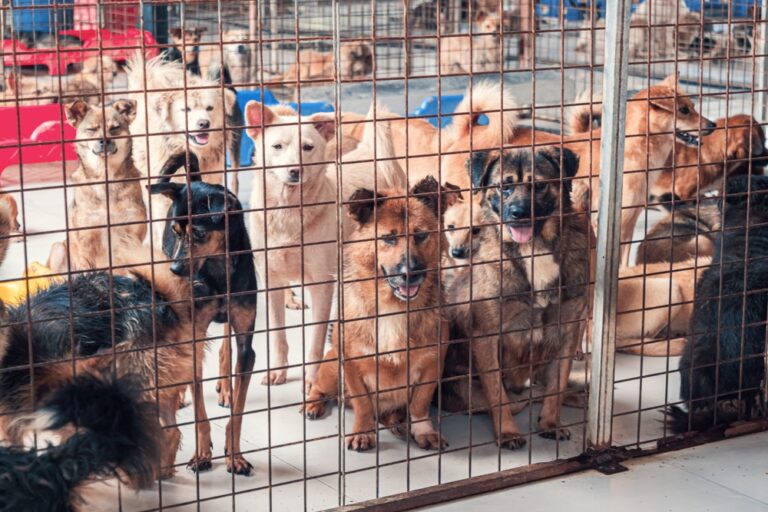 Unwanted,And,Homeless,Dogs,In,Animal,Shelter.,Asylum,For,Dog