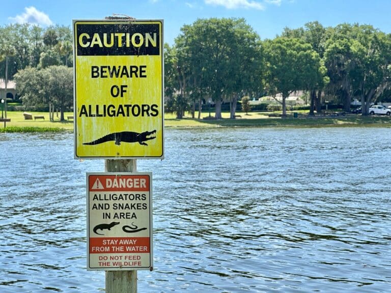 Mount,Dora,,Florida,,Usa,-,05,09,2024:,Alligator,Warning
