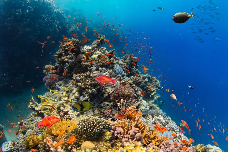 Underwater,Tropical,Corals,Reef,With,Colorful,Sea,Fish