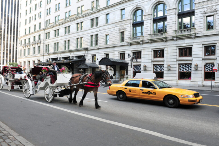 New,York,City,-,Oct,12,2009:people,Enjoy,Horse,And