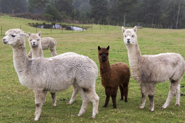 A,Group,Of,Alpaca,With,White,And,Brown,Hair,Are