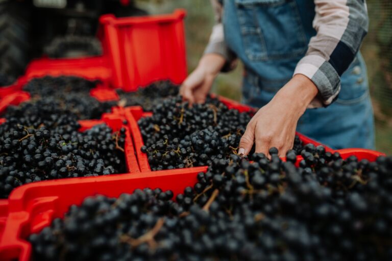 Female,Vineyard,Worker,With,Harvest,Bins,Full,Of,Grapes