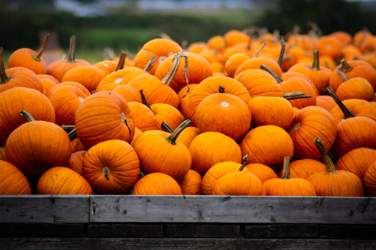 Pumpkins,In,A,Wagon,And,Pumpkin,Patch,Closeups