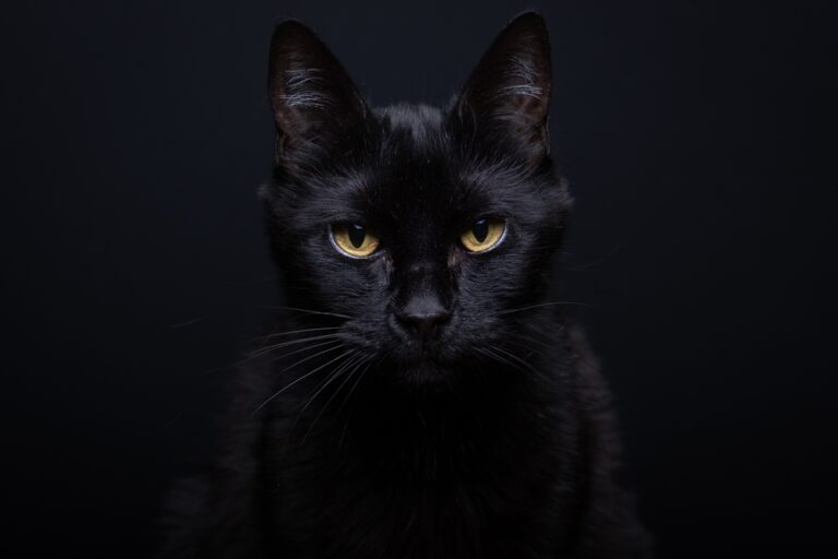 Black,Cat,Seriously,Looking,At,The,Camera,In,Studio