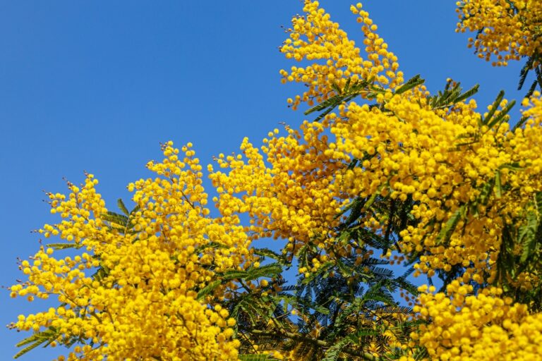 Yellow,Mimosa,Small,Flowers,On,Blue,Sky,Background