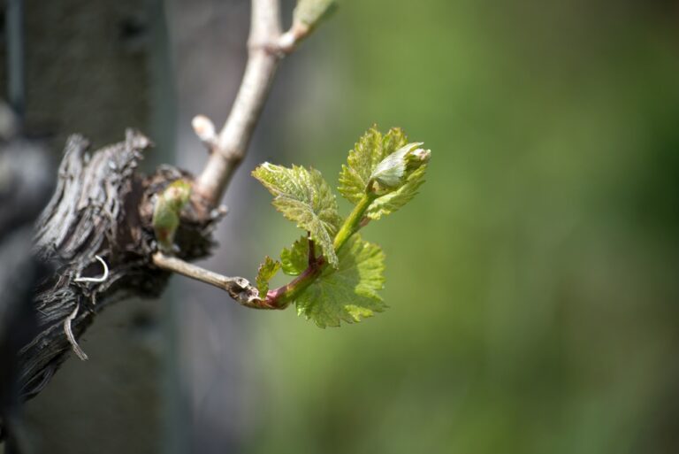 Closeup,Of,Vine,Leaves,Growing,In,A,Vineyard,Landscape