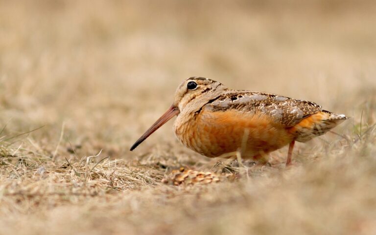 An,American,Woodcock,On,The,Ground,In,Early,Spring