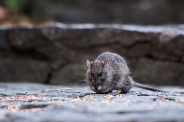 New,York,,United,Stated;,11,23,2017:,Rat,Seen,Eating