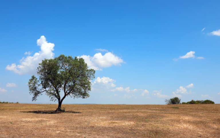Isolated,Olive,Tree,In,Mediterranean,Landscape,With,Severe,Drought,Due