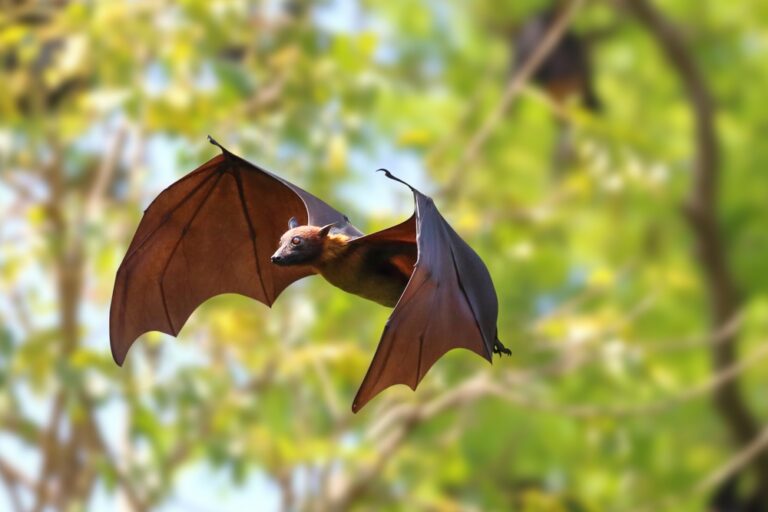Beautiful,Bat,Flying,In,The,Forest