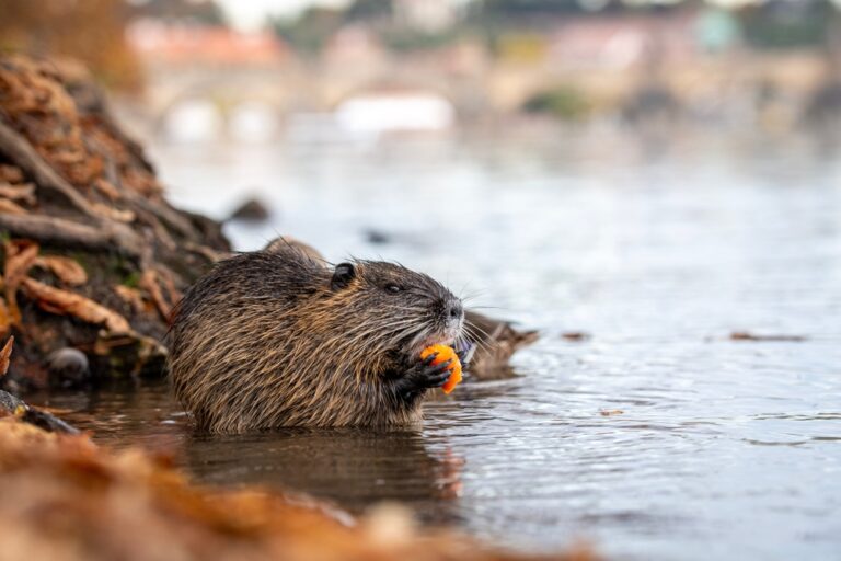 Beaver,Eating,Orange,Snack,By,Riverbank,In,Autumn,Light,Near